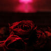 Paper Kites - Roses (Red Vinyl LP)