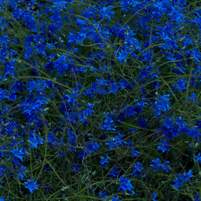 Jeffre Cantu-Ledesma - Gift Songs (Blue Vinyl LP)