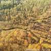 Bendigo Fletcher - Consensual Wisdom (Vinyl LP)