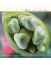 Fiona Apple - Extraordinary Machine (Vinyl LP)