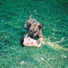 Joyce Manor - &quot;Cody&quot; (Vinyl LP Record)