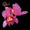 Opeth - Orchid (Vinyl 2 LP)