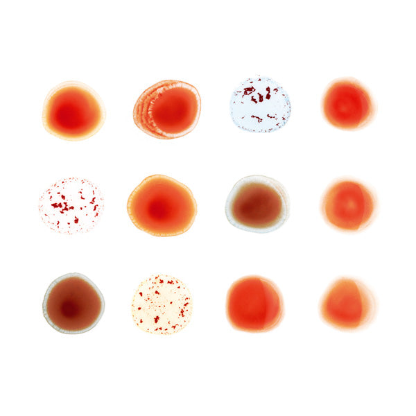 Peter Gabriel - Scratch My Back/ And I'll Scratch Yours (Vinyl 2LP)